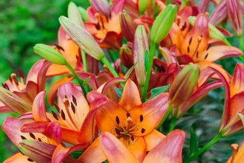 Lily flowers Stock Photos