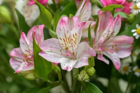 Lily flowers Stock Photos