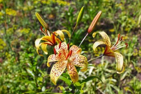 Lily flowers Stock Photos