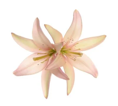 Lily flowers Stock Photos