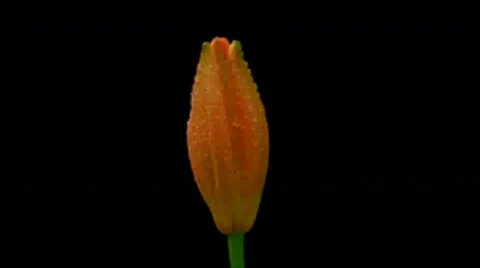 Lily 스톡 동영상 290326