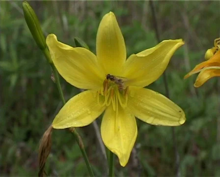 Lily Stock Footage 501445