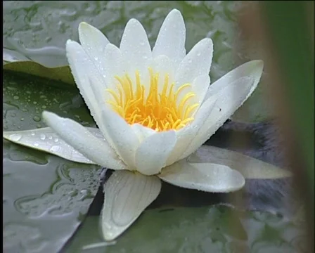 Lily Video stock 565276