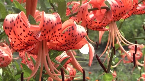 Lily Stock Footage 7908023