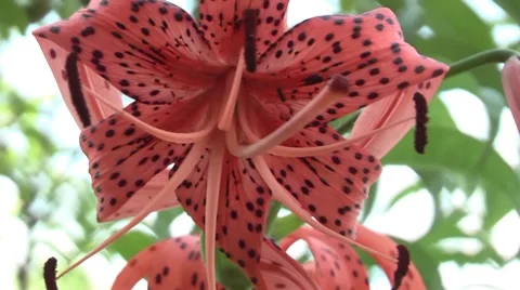 Lily Stock Footage 7908026