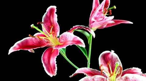 Lily Stock-Footage 11879165