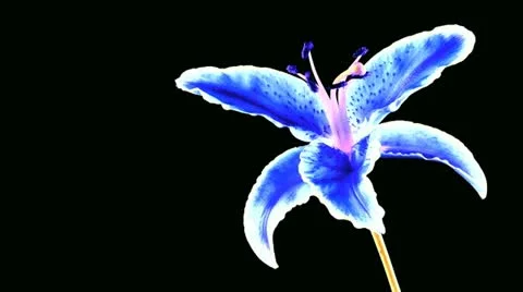 Lily Vidéo 11922585