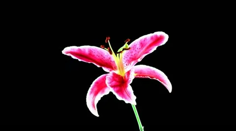 Lily Stock-Footage 11922751