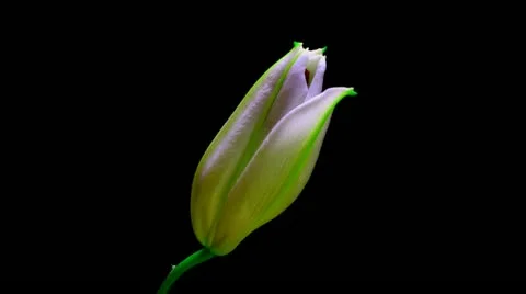 Lily Vidéo 11981466