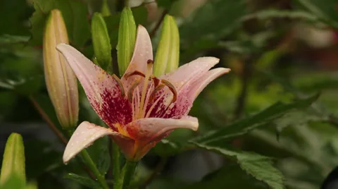 Lily Stock Footage 35658036