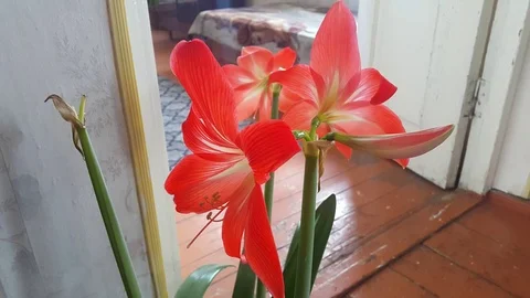 Lily Stock Footage 106367854