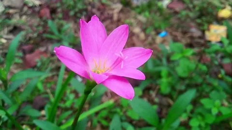 Lily Stock Footage 278139947