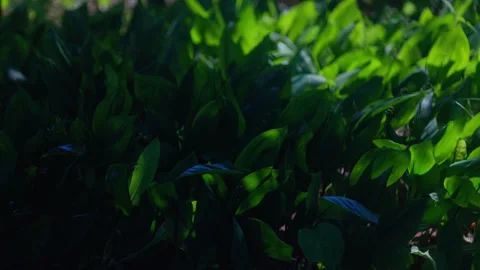 Lily Stock Footage 312794896