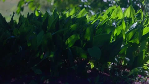 Lily Stock Footage 312794995