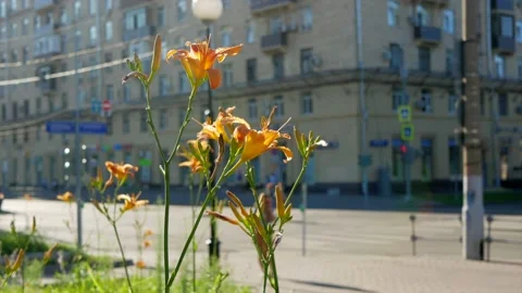 Lily in the foreground and blurred street, people are  at the crossroads Stock Footage 156845053