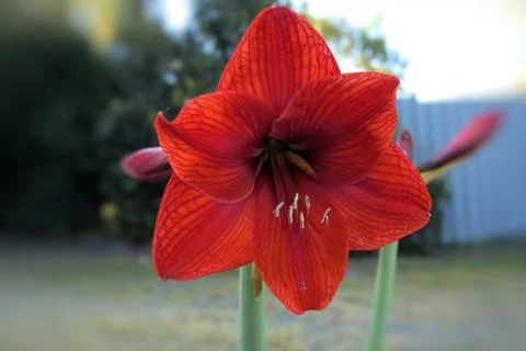 Lily in full bloom Foto stock