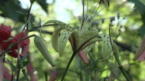 Lily garden in the evening Stock Footage 1089799