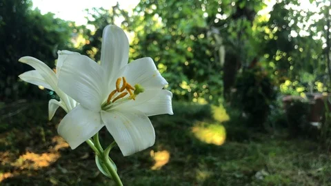 Lily in Garden Stock Footage 114271665