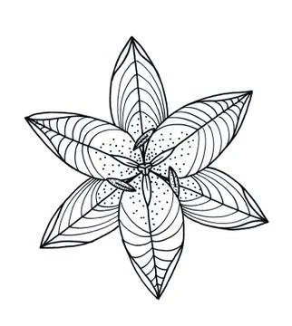 Lily graphic Stock Illustration