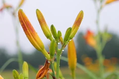Lily in grass. Stock Photos