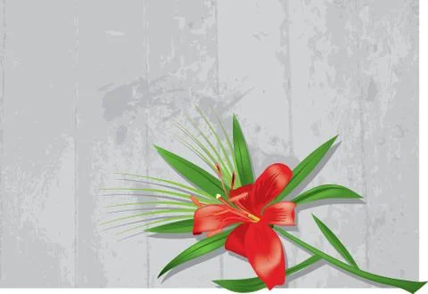 Lily on a grey background. Stock Illustration