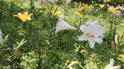 Lily Growing in the Woods Stock Footage 327589810
