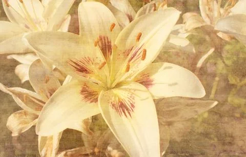 Lily Stock Illustration