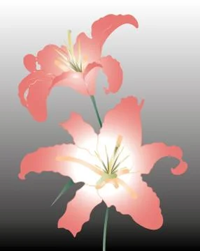 Lily Stock Illustration