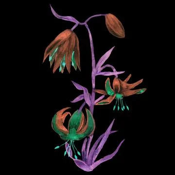 Lily Stock Illustration