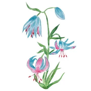 Lily Stock Illustration
