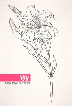 Lily Stock Illustration