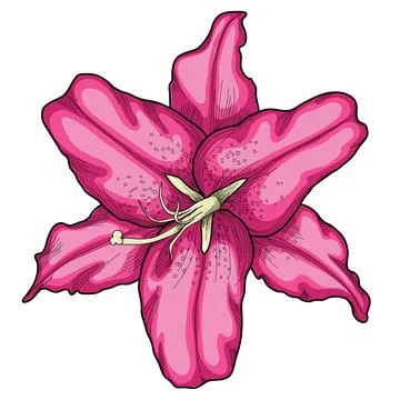 Lily isolated on white background. Stock Illustration