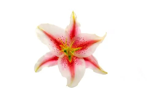 Lily isolated on white background Stock Photos