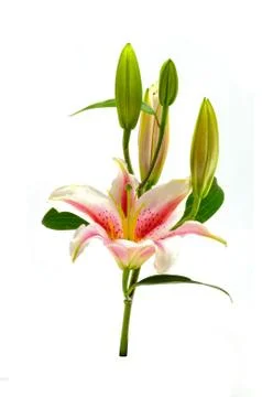 Lily isolated on white background Stock Photos