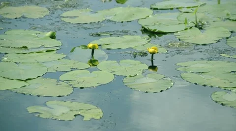 Lily on the lake Stock Footage 52371053