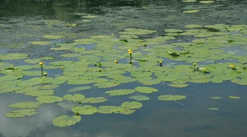 Lily on the lake Video stock 52371151