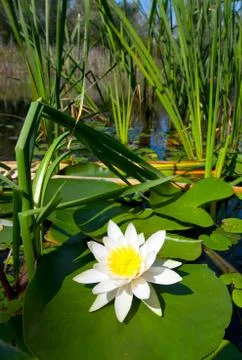 Lily on lake Fotos de archivo