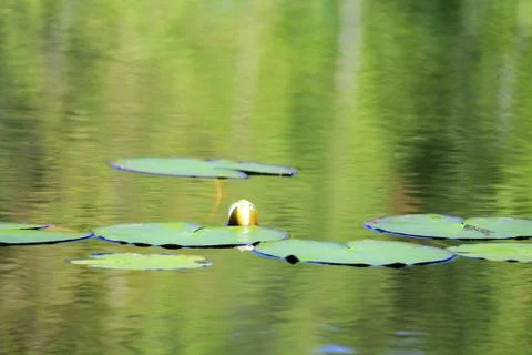 Lily on the lake Stock Photos