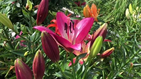 Lily large red flowers Stock Footage 319679014