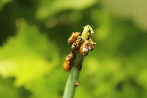 Lily leaf beetle in the garden Stock Photos