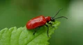Lily Leaf Beetle (Lilioceris lilii) 2 HD Footage