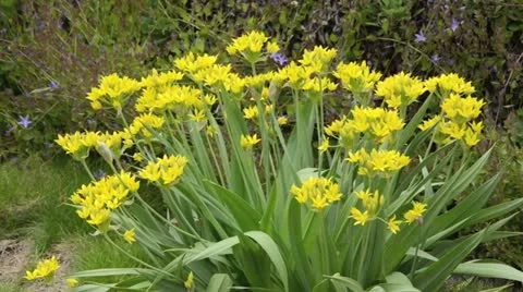 Lily leek (Allium moly) Stock Footage 14636200
