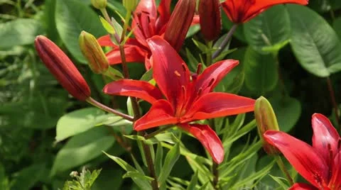 Lily (Lilium) Stock Footage 14829210