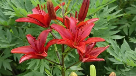 Lily (Lilium) Stock Footage 14829213