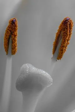 Lily lilium Stock Photos