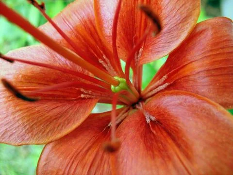 Lily macro Stock Photos