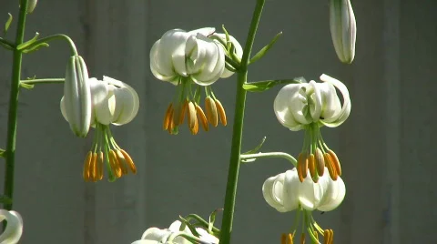 Lily martagon Video stock 485302