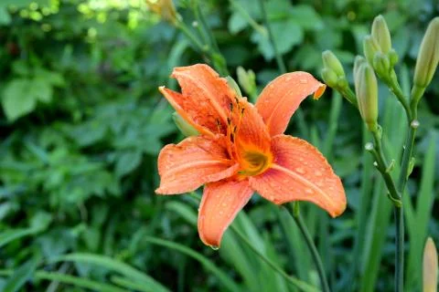 Lily. Nice flower Stock Photos