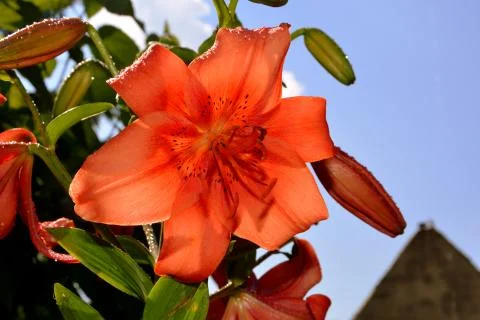 Lily. Nice flower Stock Photos