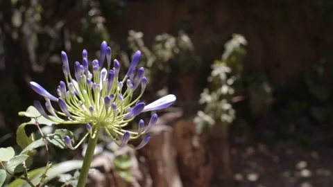 Lily of the Nile Stock Footage 132221130